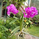 Vanda